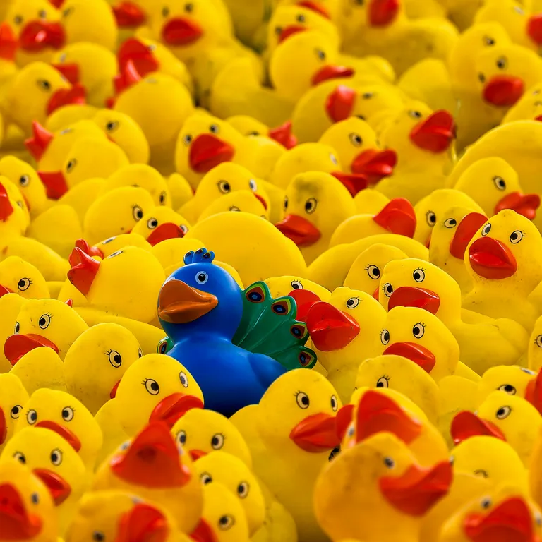 A photo of many yellow rubber ducks and one very conspicuous blue rubber peacock.