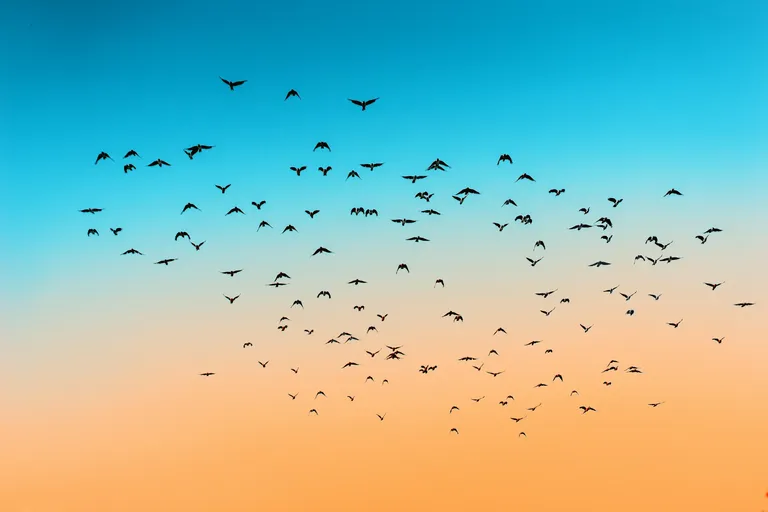 A photo of a flock of birds all flying in the same direction towards the top of the photo, against a sunset sky.