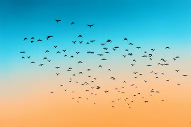 A photo of a flock of birds all flying in the same direction towards the top of the photo, against a sunset sky.